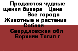 Продаются чудные щенки бивера › Цена ­ 25 000 - Все города Животные и растения » Собаки   . Свердловская обл.,Верхний Тагил г.